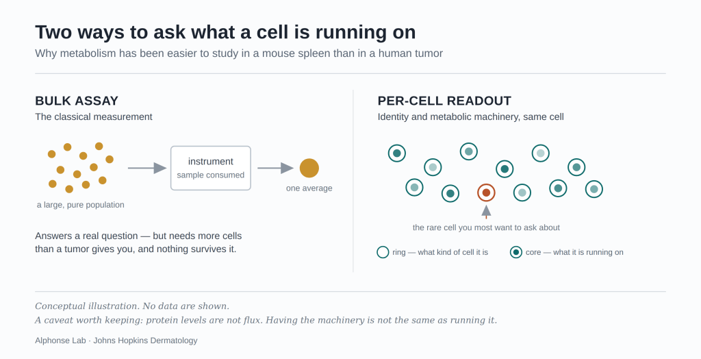 Two-panel diagram titled "Two ways to ask what a cell is running on." Left panel, Bulk assay: a dozen uniform dots labeled "a large, pure population" feed into a box labeled "instrument, sample consumed", which outputs a single dot labeled "one average." Caption: answers a real question, but needs more cells than a tumor gives you, and nothing survives it. Right panel, Per-cell readout: eleven cells drawn as rings with shaded cores, scattered individually, one highlighted in orange and labeled "the rare cell you most want to ask about." A key explains that the ring shows what kind of cell it is and the core shows what it is running on. Caption: every cell keeps its identity, its state and its metabolic machinery, and the rarest cells survive the question. Footnote: conceptual illustration, no data are shown; protein levels are not flux.