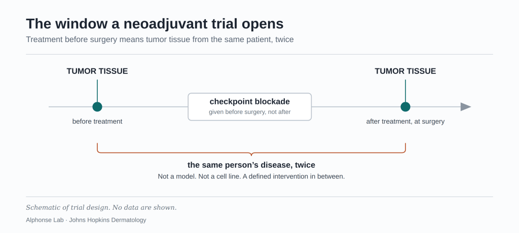 Timeline diagram titled "The window a neoadjuvant trial opens." A horizontal arrow runs left to right. A marked point near the left is labeled "tumor tissue, before treatment." In the middle, a box reads "checkpoint blockade, given before surgery, not after." A second marked point near the right is labeled "tumor tissue, after treatment, at surgery." A bracket spans both tissue points and reads "the same person's disease, twice — not a model, not a cell line, a defined intervention in between." Footnote: schematic of trial design, no data are shown.